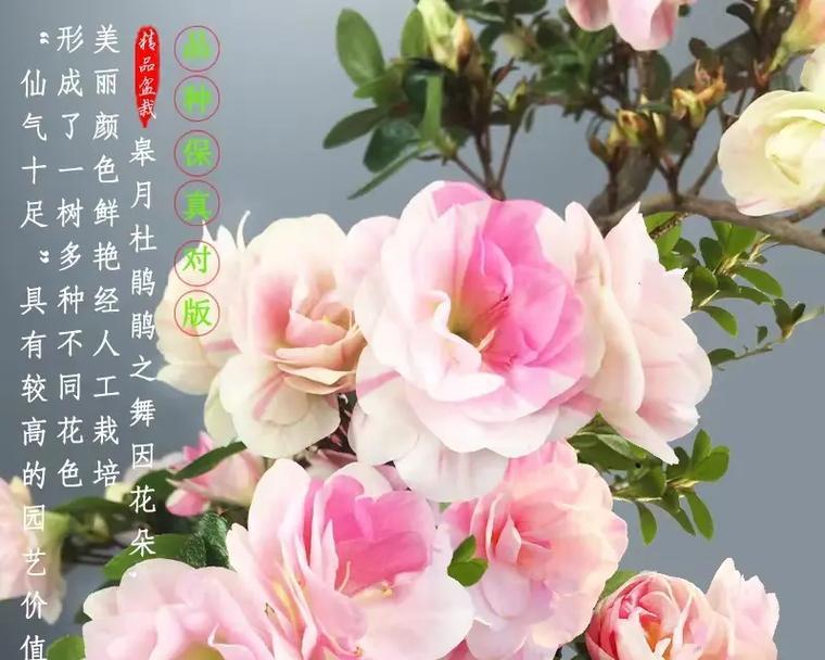 盆栽杜鹃花修剪的正确步骤是什么？