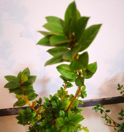 盆栽杜鹃花修剪的正确步骤是什么？