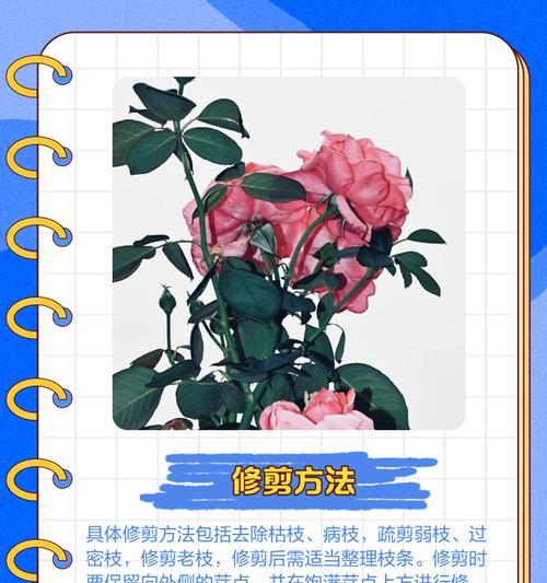 月季修剪的技巧有哪些？