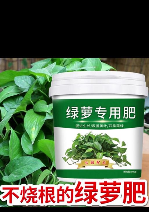 吊兰生长需要什么肥料？如何施肥才能促进健康生长？