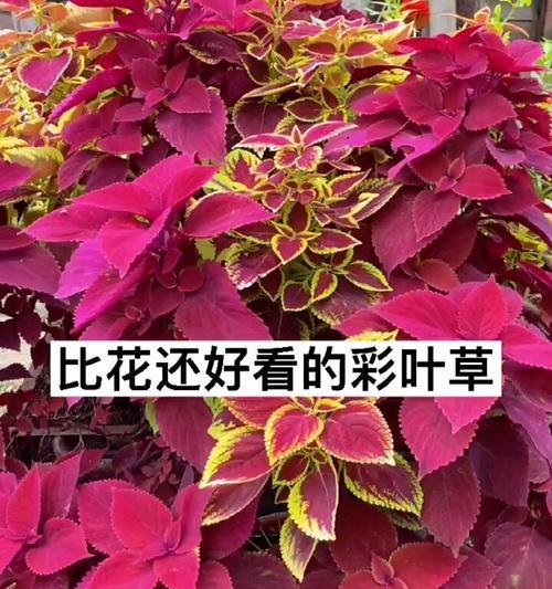 彩叶草种子播种需要注意什么？