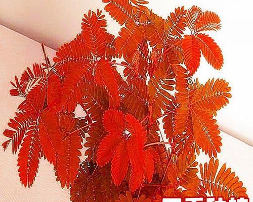彩叶草种子播种需要注意什么？