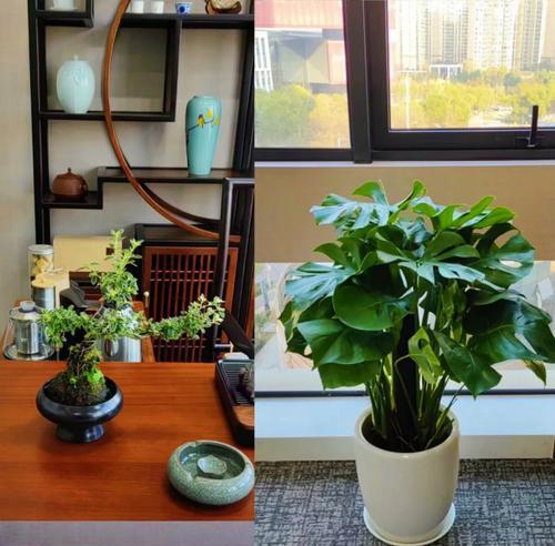 绿植租摆行业的市场前景怎么样？