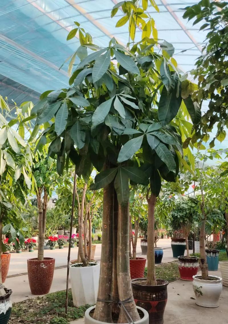 绿植租摆行业的市场前景怎么样？