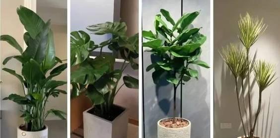 绿植租摆行业的市场前景怎么样？