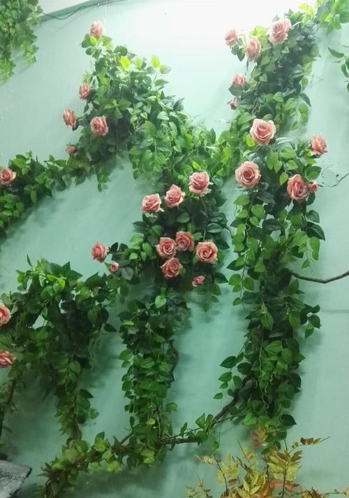 扶芳藤的正确养殖方法是什么？如何避免常见问题？
