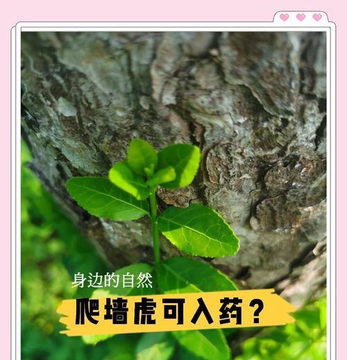 扶芳藤的正确养殖方法是什么？如何避免常见问题？