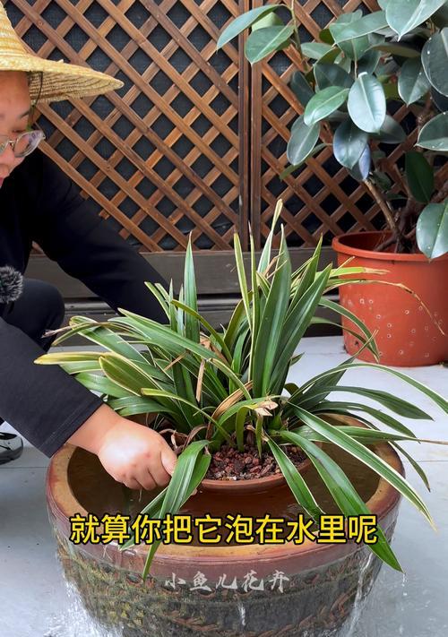 兰花烂根后的补救措施有哪些？