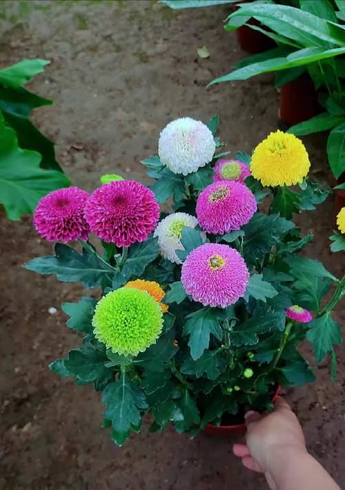 新品种菊花有哪些？新品种菊花的特点是什么？