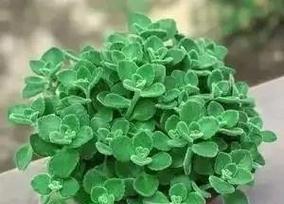 碰碰香修剪的最佳时机和方法是什么？