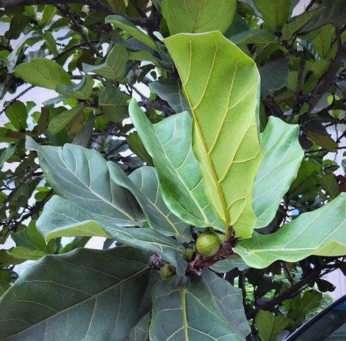 植物修剪的正确方法是什么？如何保证植物的健康生长？