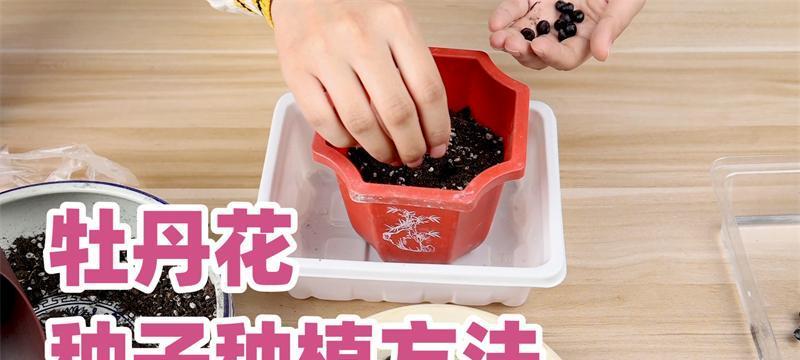 牡丹花种植的正确方法是什么？如何确保牡丹花开得鲜艳？