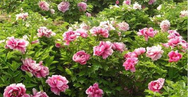 牡丹花种植的正确方法是什么？如何确保牡丹花开得鲜艳？