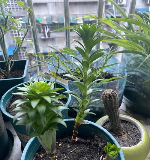 盆栽百合花种植需要注意哪些要点？
