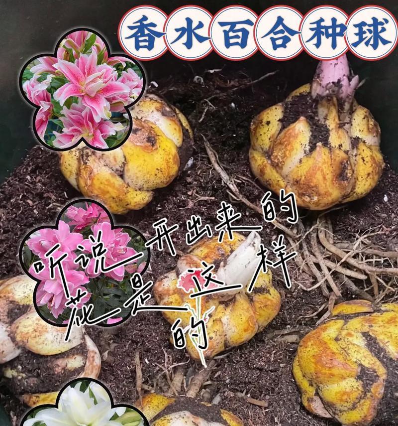 盆栽百合花种植需要注意哪些要点？