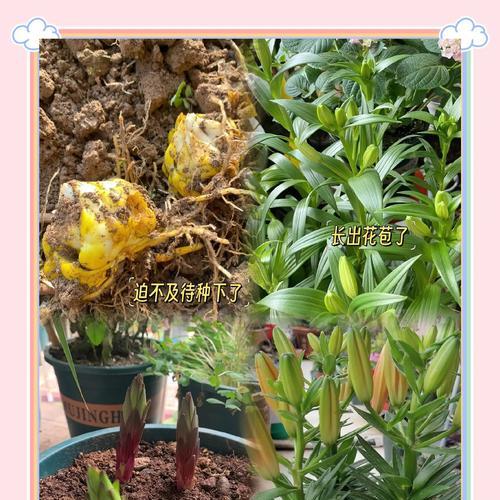 盆栽百合花种植需要注意哪些要点？