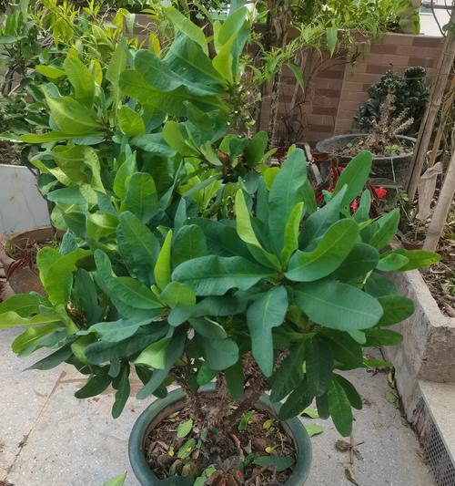 小刺梅花的养殖要点有哪些？