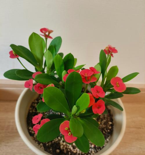 小刺梅花的养殖要点有哪些？