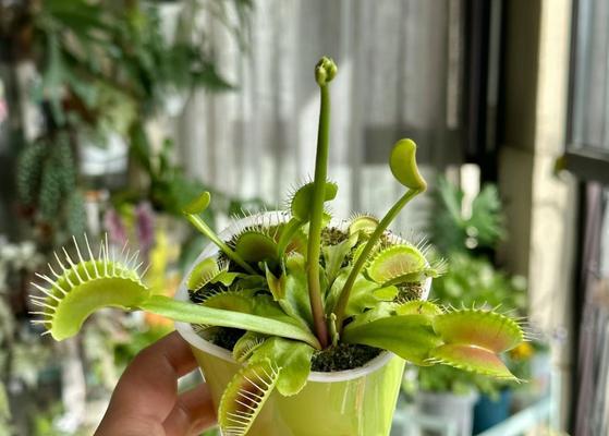 捕蝇草的养护要点和常见问题解答？