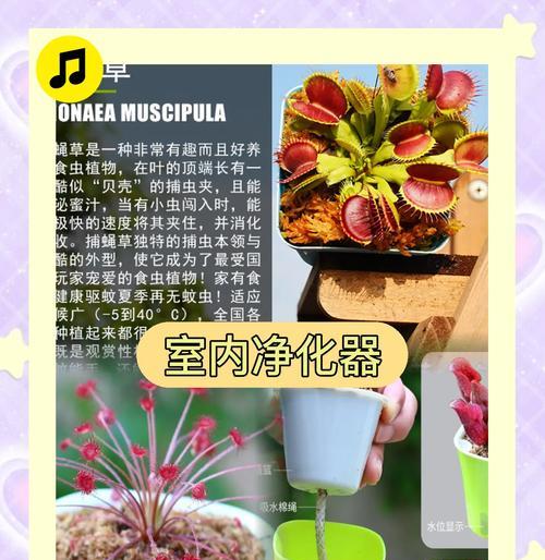 捕蝇草的养护要点和常见问题解答？
