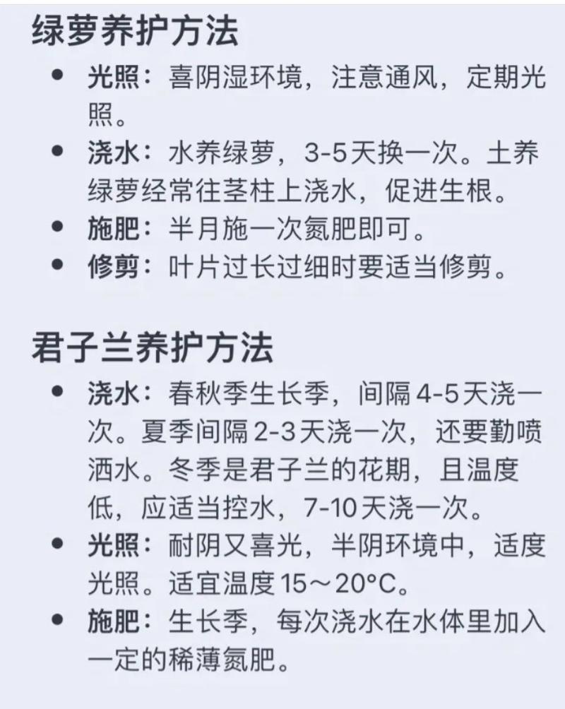黄金葛的正确养护方法是什么？