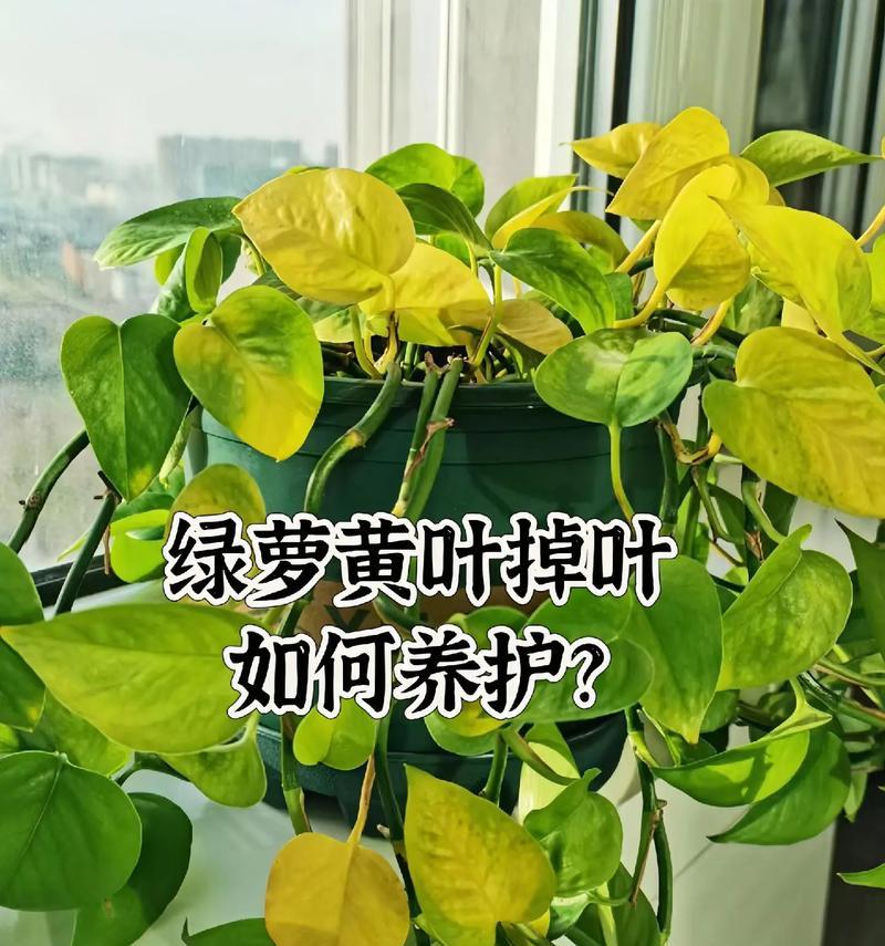 黄金葛的正确养护方法是什么？