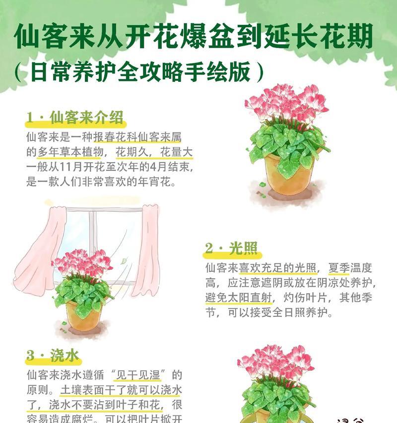仙客来叶子发黄的解决方法有哪些？