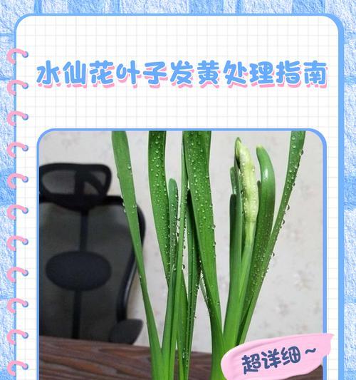 仙客来叶子发黄的解决方法有哪些？