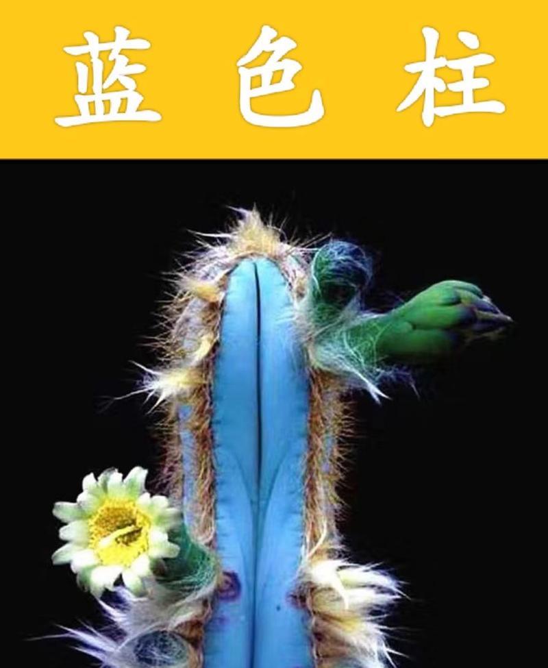 仙人掌有哪些大品种？如何选择适合的仙人掌品种？