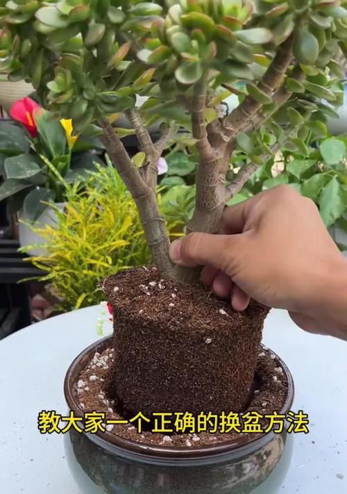 换盆时应注意哪些事项？换盆后花卉如何护理？