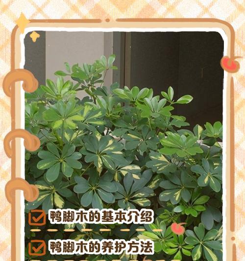 脚底木出现问题应该怎么办？