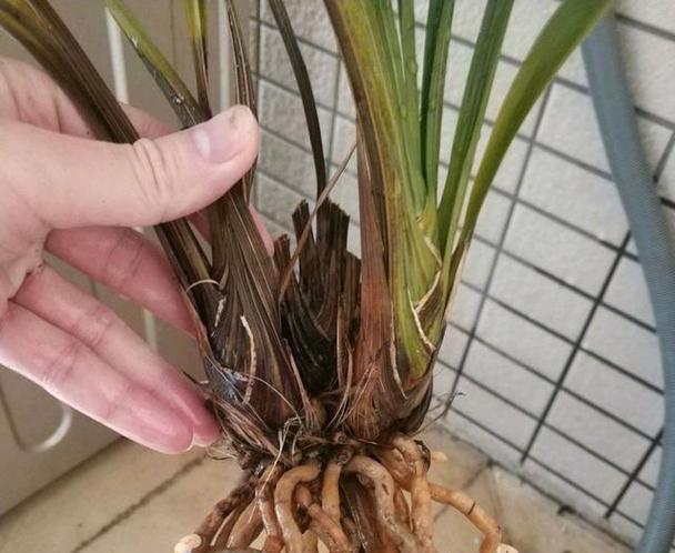 兰花枯萎了怎么办？如何诊断并解决常见问题？