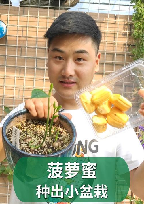 菠萝蜜盆栽种植方法？如何在家中成功种植？