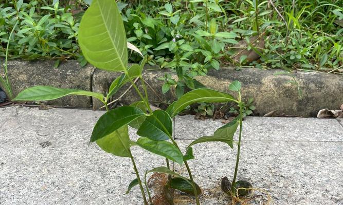 菠萝蜜盆栽种植方法？如何在家中成功种植？