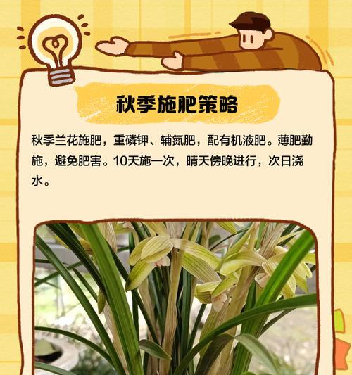 兰花移植的最佳时期是什么时候？