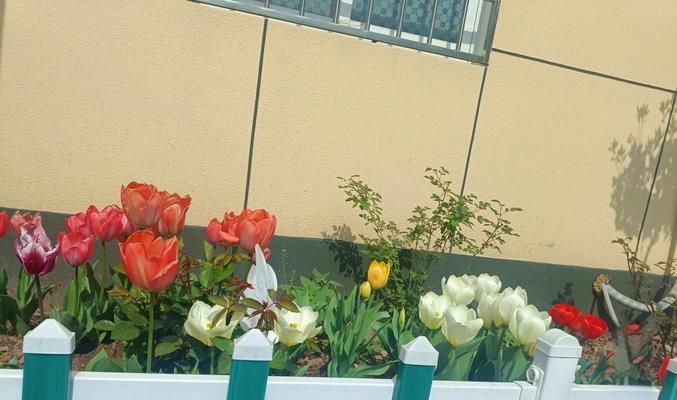 郁金香的种植步骤是什么？如何确保郁金香的顺利发芽？
