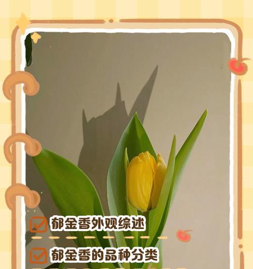 郁金香的种植步骤是什么？如何确保郁金香的顺利发芽？
