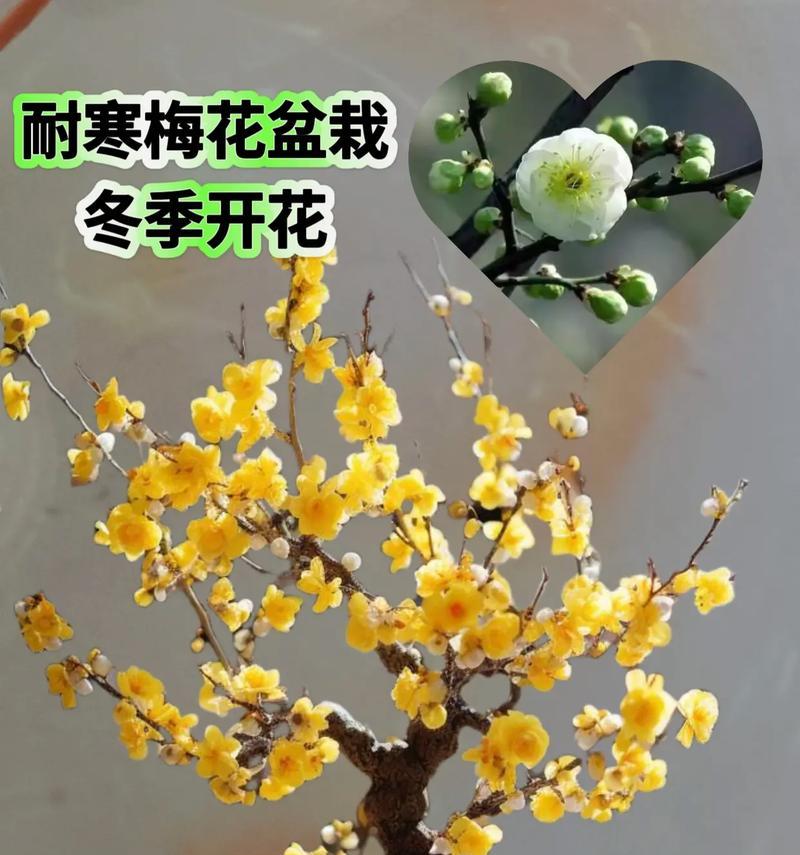 腊梅种植方法是什么？怎样确保其顺利开花？