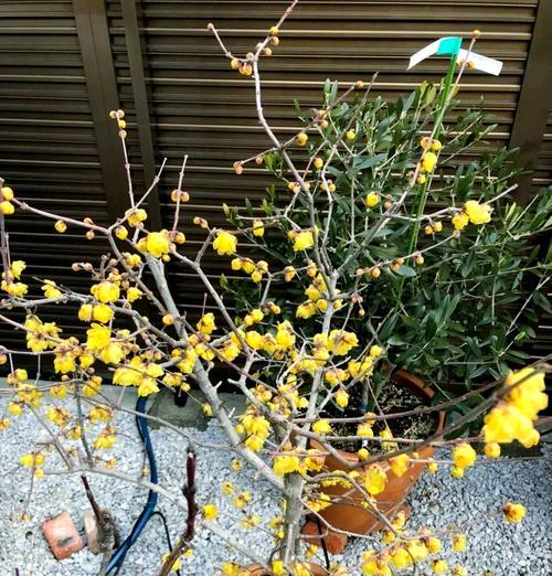 腊梅种植方法是什么？怎样确保其顺利开花？