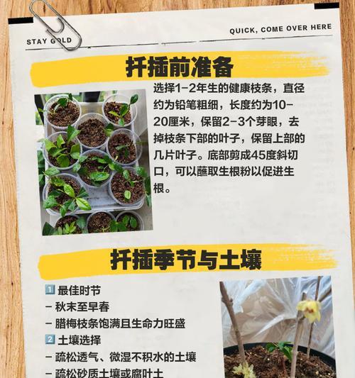 腊梅种植方法是什么？怎样确保其顺利开花？