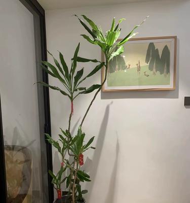 螺纹铁的养殖要点是什么？怎样才能养好螺纹铁？