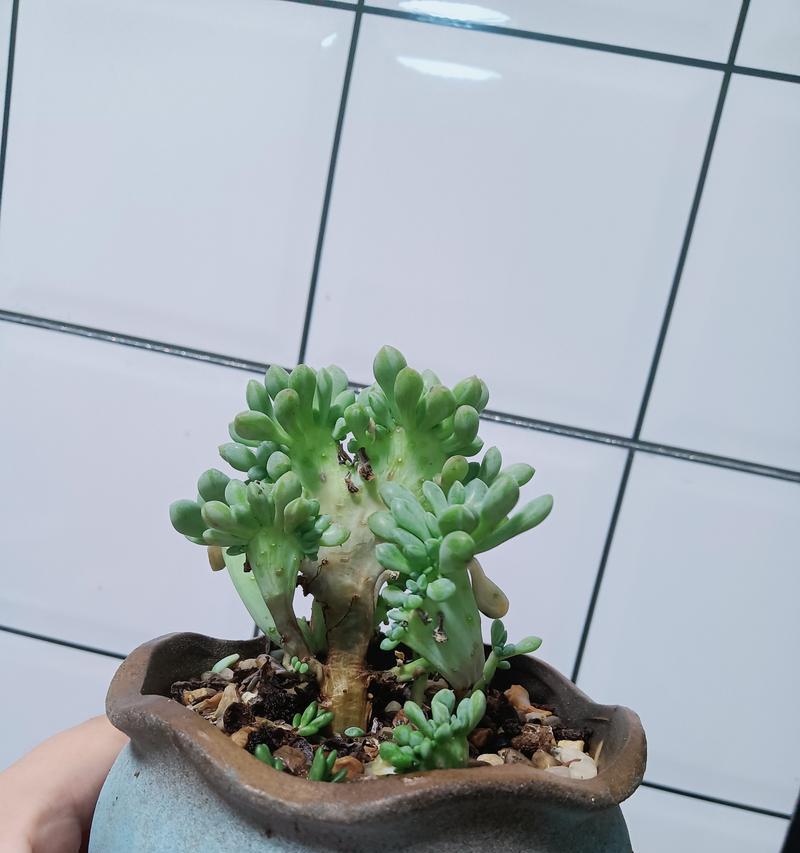 缀化怎么种？缀化的种植方法和注意事项是什么？