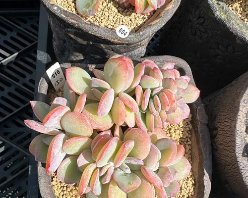 缀化怎么种？缀化的种植方法和注意事项是什么？