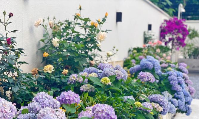 庭院花草种植建议：哪些花草最适合庭院？