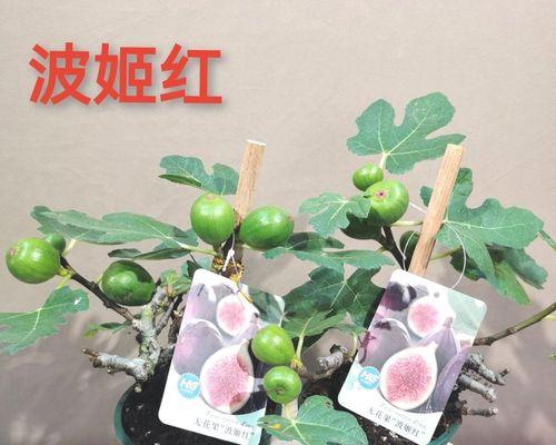 庭院花草种植建议：哪些花草最适合庭院？