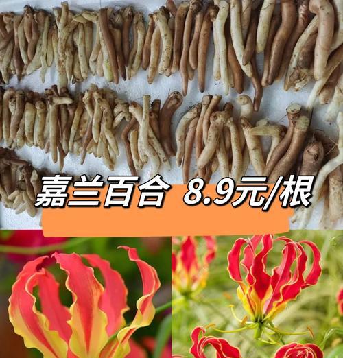 百合怎么养球？百合球根的正确养护方法是什么？