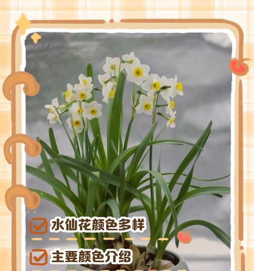 水仙花常见的颜色有哪些？