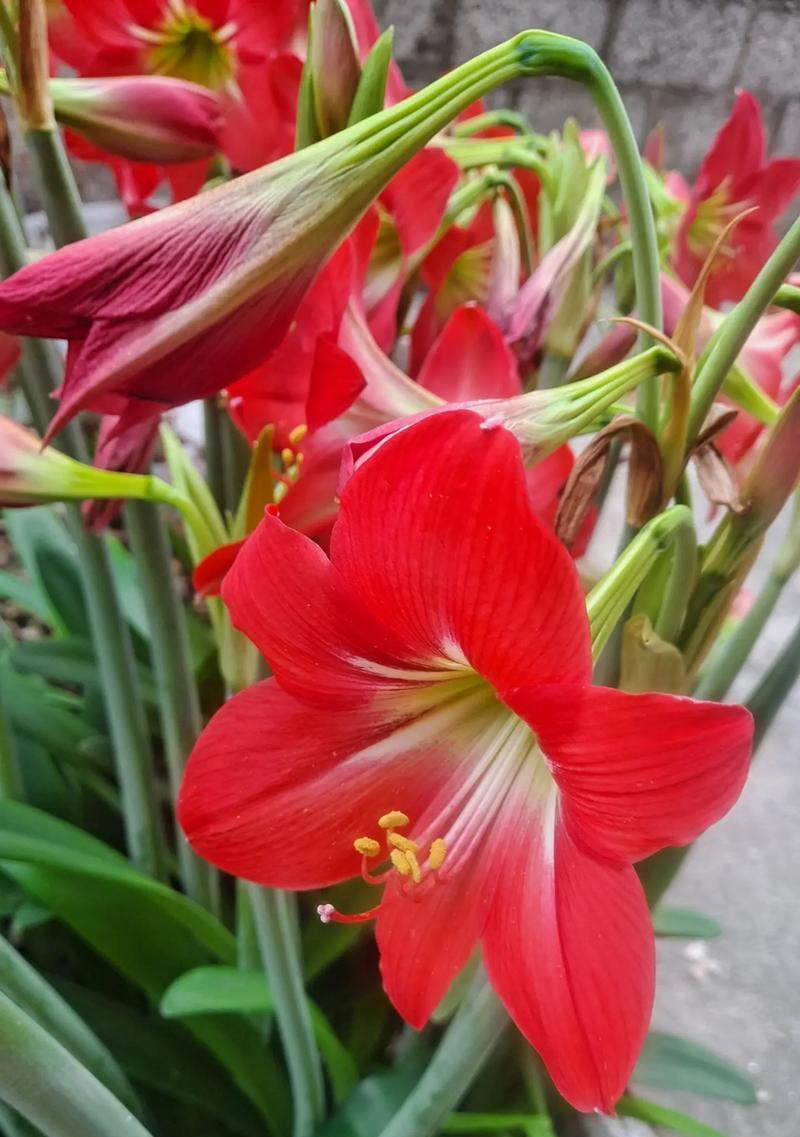 水仙花常见的颜色有哪些？