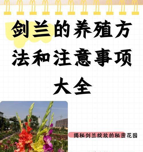 空气兰花的正确养护方法是什么？如何避免根部腐烂？