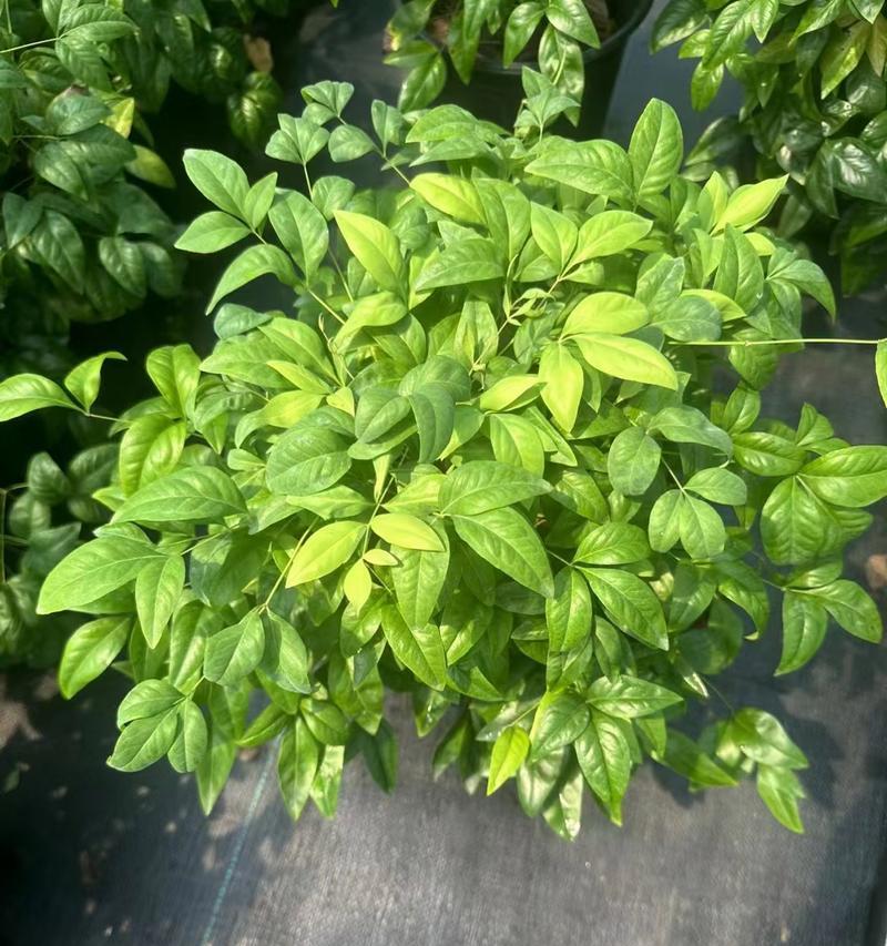 哪些植物能在冬天耐寒生长？